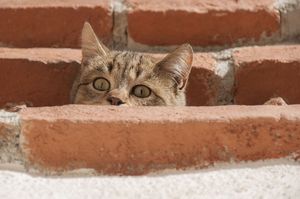 «Меня? Гладить?»: уличный кот никак не мог поверить, что к нему могут относиться ласково