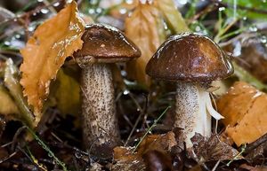 Как быстро появляются грибы после дождя, и сколько они растут