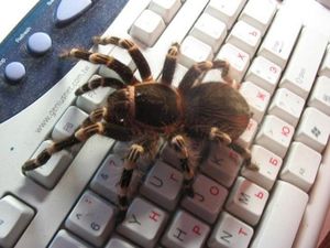 20 фото с огромными пауками, от которых арахнофобы будут в ужасе