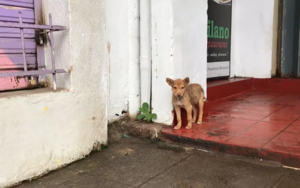 Бездомная собака не теряла надежды найти дом. Она изо всех сил пыталась привлечь к себе внимание