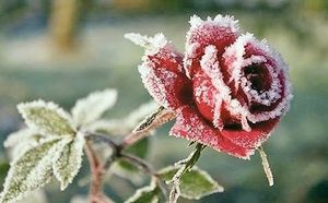Что нужно для правильной зимовки розы