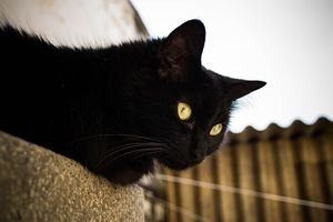 Вернулся в старый дом, посмотрел на закрытую калитку и вернулся к хозяевам: история кота по кличке Трюфель