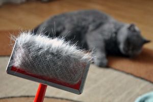 Как очистить мебель, ковры, постельное белье и одежду от шерсти домашних животных