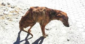 Во время отдыха в Греции женщина нашла пса с перебитой спиной и увезла его в Нидерланды