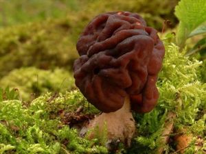 Смертельно опасные грибы — деликатес у финнов