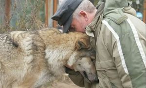 Лесник пожалел волчицу, которая пришла просить еду. Через время к нему пришли три волка