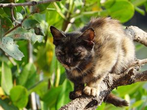Облезлый кот обычно вызывал у деревенских только презрение. Но все местные рыбаки его привечали
