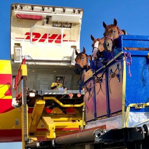 Табун уходит в небо: как лошадей перевозят на самолетах