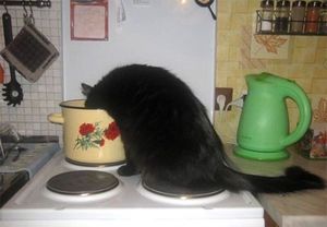 Не оставляйте в кухне кошек одних! Рассказываю, почему