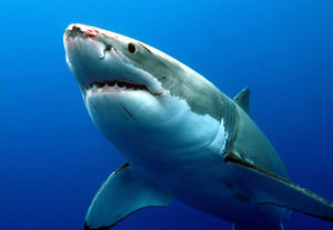 Они размножаются! 5 зверских фактов о сексе акул, которые ты точно не знали!