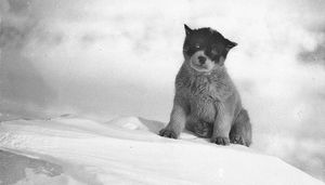 Уникальные фотографии из первой Австралийской антарктической экспедиции 1911−1914 годов