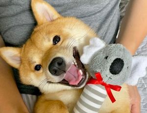 Как очаровательная собака-улыбака из Японии покорила интернет