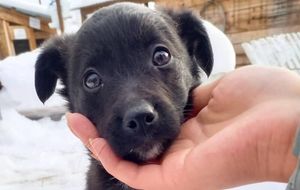 Мороз и предательство: женщина подбросила щенка в приют для животных и чуть не погубила его
