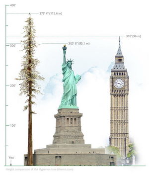 Гиперион – самое высокое дерево в мире | Мир путешествий