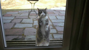 В Великобритании даже кошки вежливые: британец научил кошку стучать в дверь