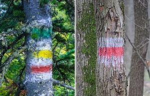 Отметки на деревьях в лесу: кто и зачем их рисует?