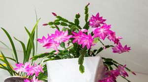 Как получить роскошное цветение декабриста к Новому году? Простые правила ухода