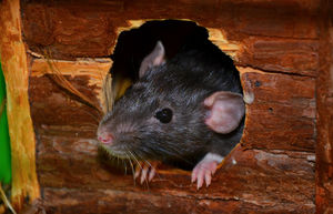 Больше без мышеловок: действенный способ избавиться от мышей на даче
