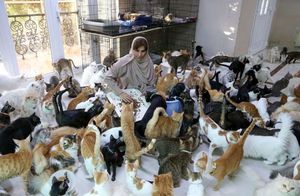 Рецепт женского счастья: 12 собак, 480 кошек и большие суммы денег на уход за ними