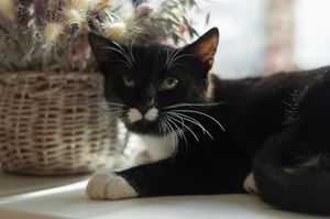 История котика Пуаро, который переезжал 5 раз, пока не нашел свое счастье