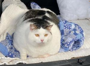 Кот по кличке Перышко весит как 200-кг человек. Он самый толстый в Беларуси!