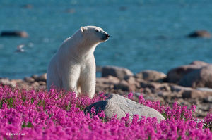Белые медведи не в снегу, но в цветах: такого вы еще не видели