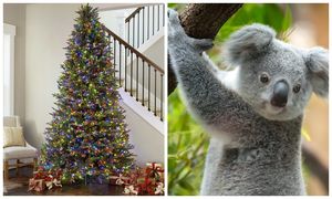 В Австралии семья вернулась домой и обнаружила на рождественской ели… коалу