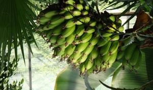 Как вырастить банан самому