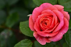 3 способа выращивания розы из букета