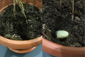 Подсадка чеснока к комнатным растениям: в чем смысл и какова польза необычной процедуры