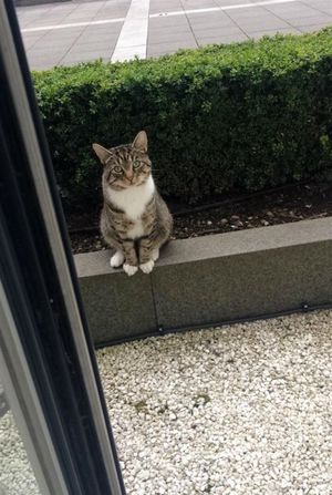 Приходя к соседскому дому каждый день, кот приглашает любимую подругу на прогулку