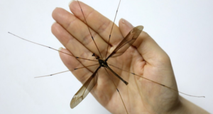 В Китае нашли комара размером с ладонь