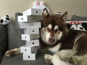 Сын самого богатого человека в Китае купил своей собаке восемь iPhone 7