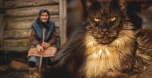 Бабушке отдали старого кота мейн-куна. Но никто не ожидал, что кот сможет помочь старушке излечиться от воспаления легких