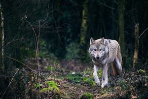 Волчица жалобно смотрела на меня и как будто звала за собой. Мне было очень страшно, но я пошёл.