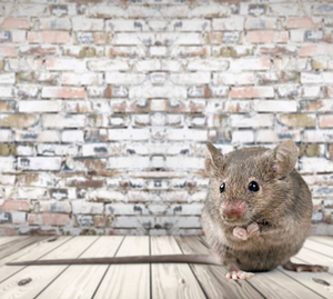 Как защититься от мышей в деревянных и каркасных домах