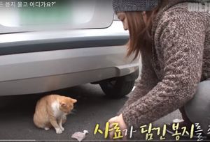 Необычное поведение бездомной кошки, которая берет едут только упакованную в пакет, до слез тронул пользователей интернета
