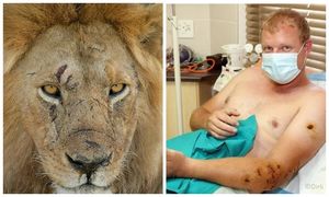 Неравная схватка: исследователь дикой природы выжил после нападения голодного льва в Ботсване
