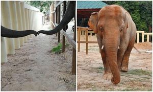 "Самый одинокий слон в мире" впервые за много лет влюбился