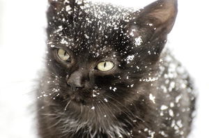 Пошёл в лес за ёлочкой, вернулся с котом. Мужчина обнаружил в зимнем лесу продрогшего чёрного котёнка и не смог пройти мимо