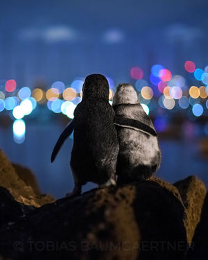 Лучшим снимком года стало фото обнимающейся пары пингвинов-вдовцов