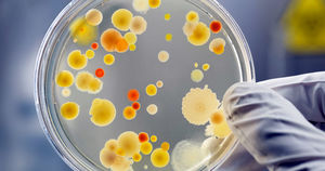 Чего боится стафилококк и другие бактерии или как обеззаразить свое жилище