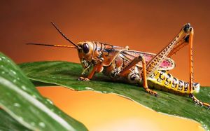 Почему в мире так много видов насекомых, но людей — мало?