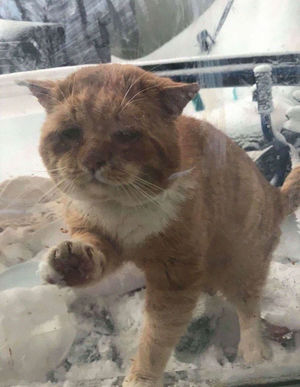Больной замерзающий котик, постучался в окошко с мольбой спасти его