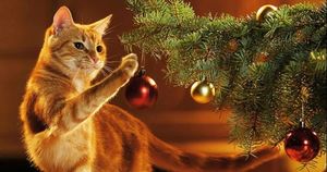 Почему коты так неравнодушны к новогодним елкам?