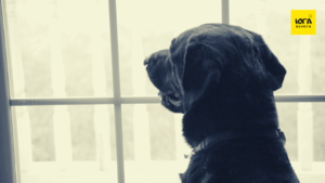 Почему собака каждый день часами смотрела в окно и никуда не уходила? Хозяйка проследила ее и вызвала полицию