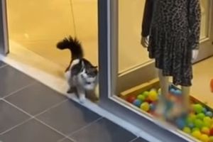 Озорная кошка забежала в магазин, чтобы поиграть с украшавшими витрину шариками