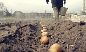 Россиян собрались штрафовать за выращивание картошки