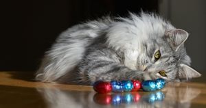 Одесская кошка пересекла два моря в контейнере, питаясь конфетами