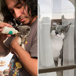 Дом меняет все: 35 фото котиков до и после усыновления